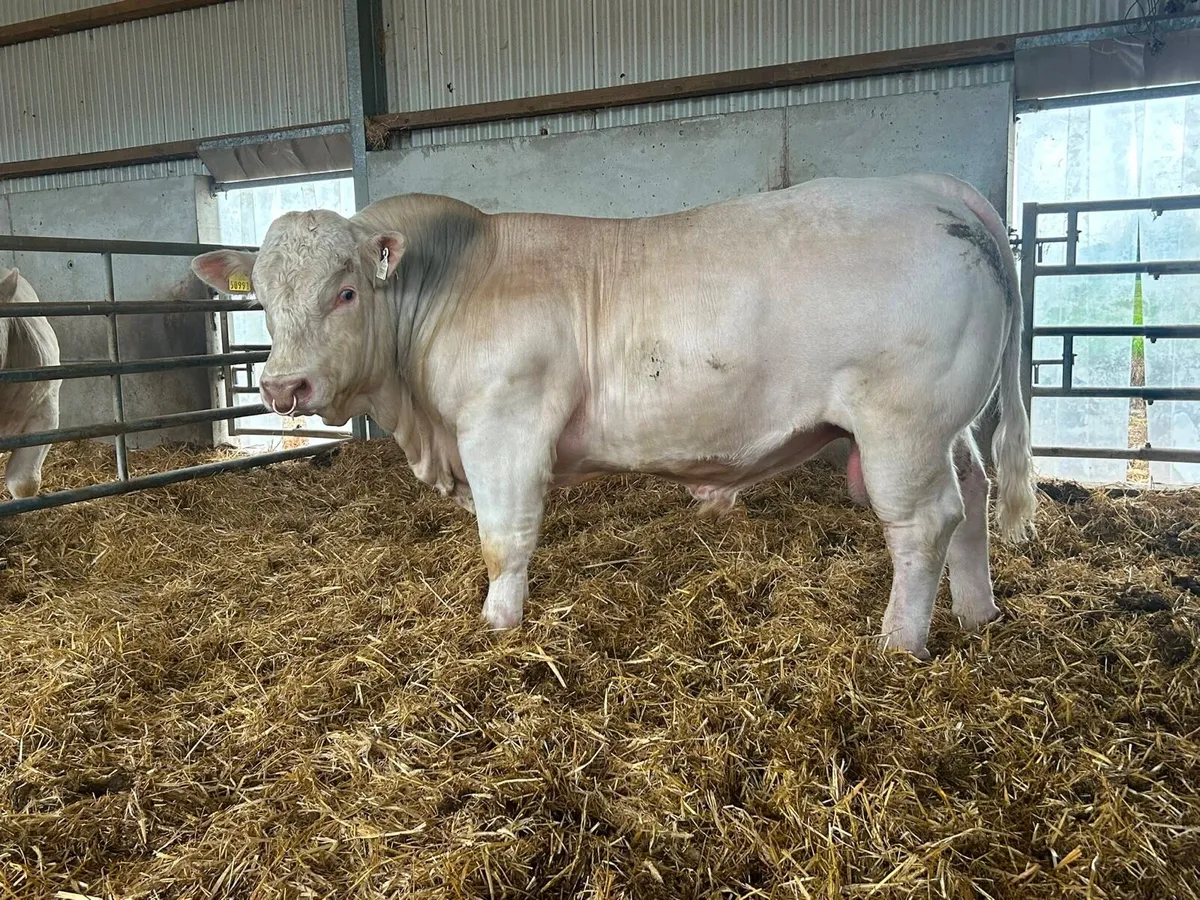 Charolais Bull - Image 3