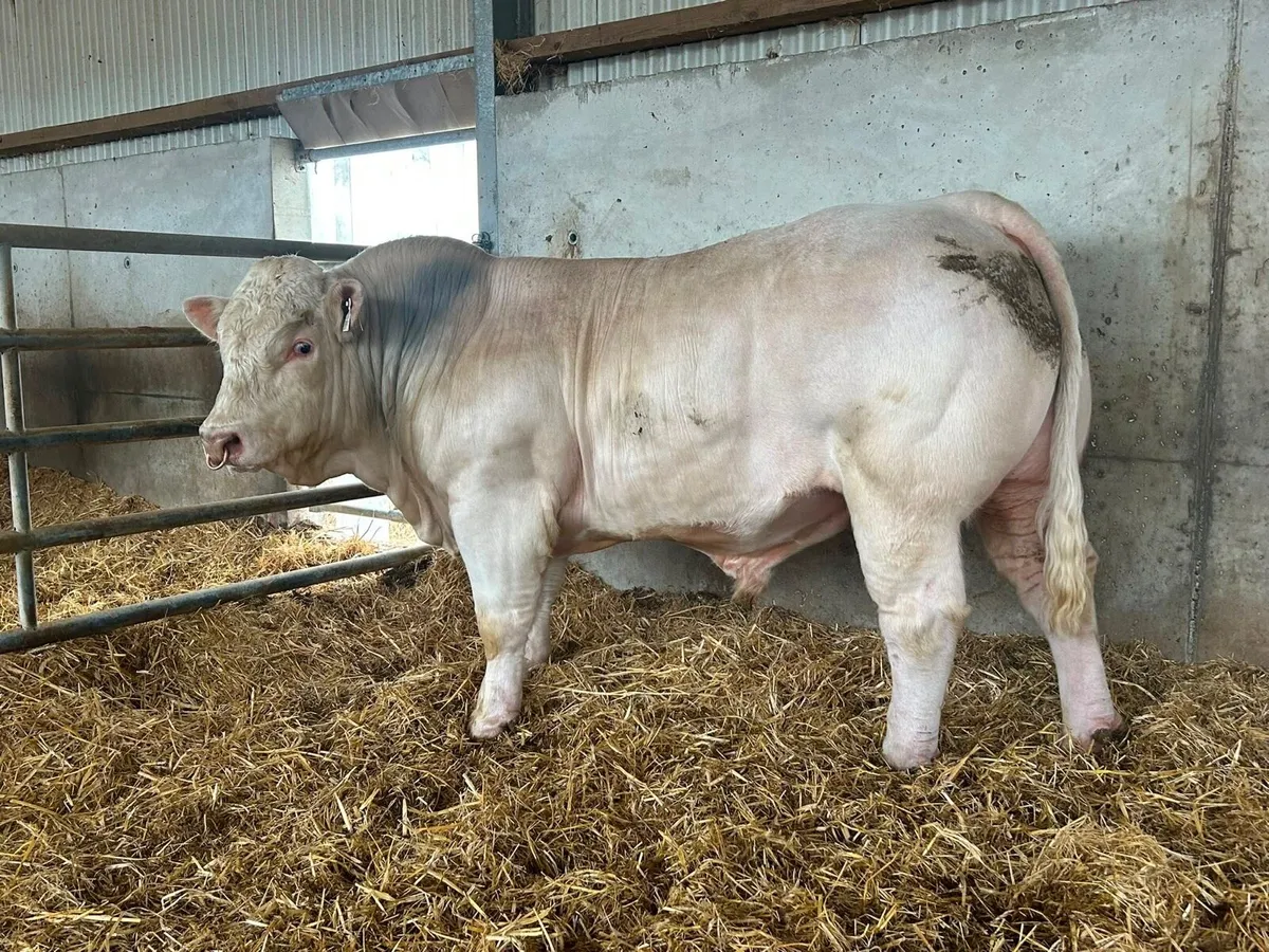 Charolais Bull - Image 2
