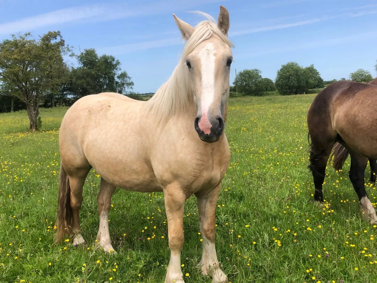 Three 3 year old fillies - Image 2