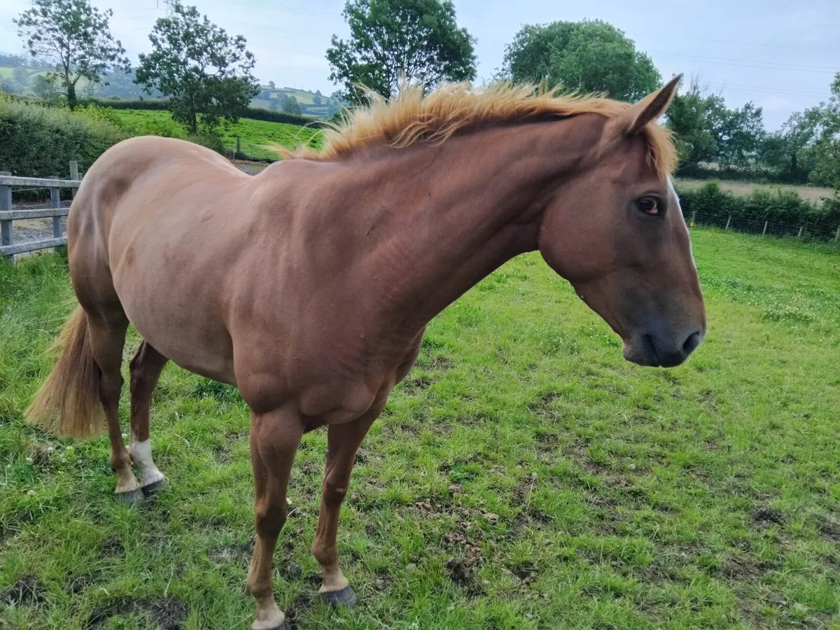 4 Y/O Mare by Shantaram - Image 2