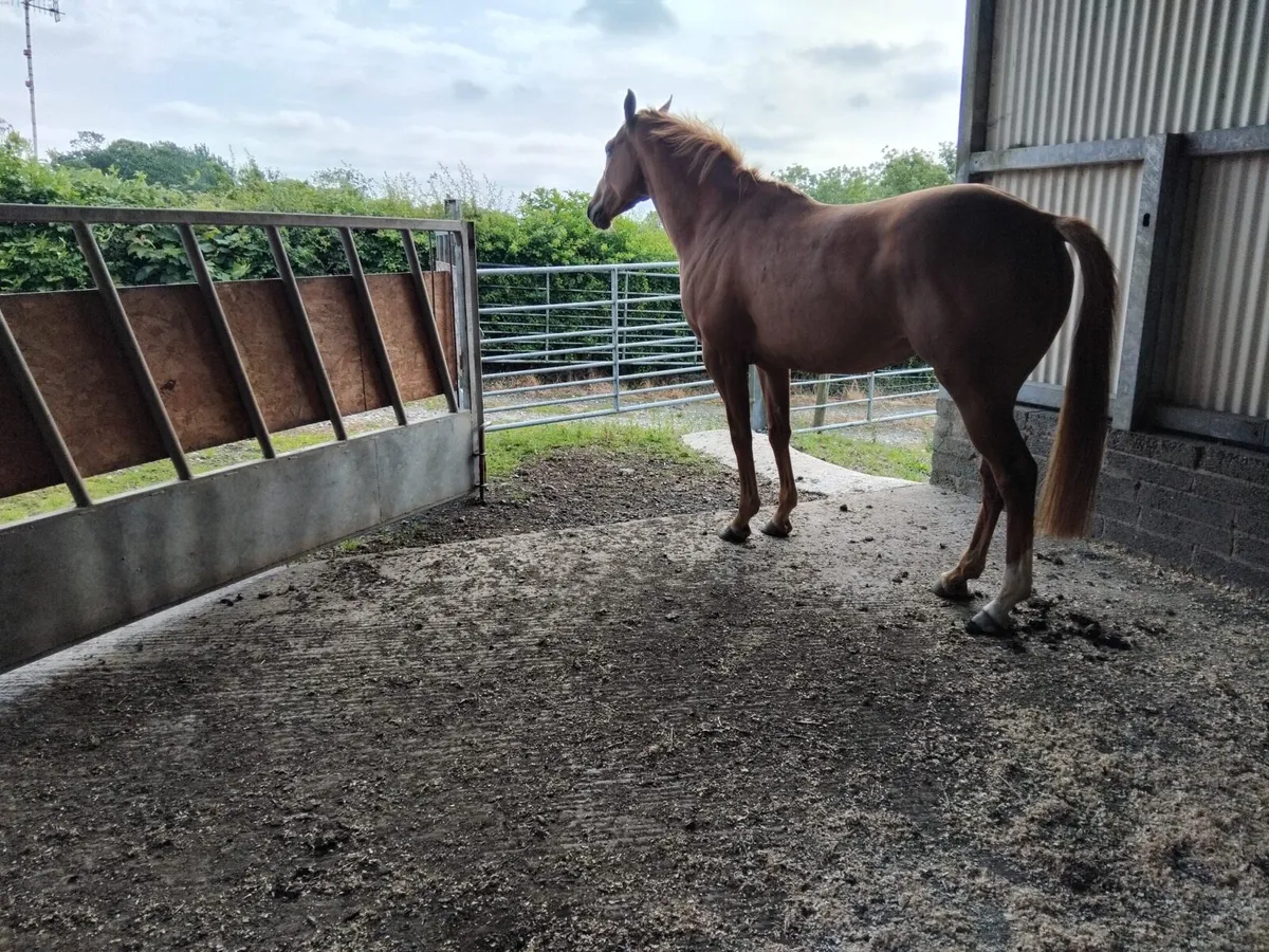 4 Y/O Mare by Shantaram - Image 3