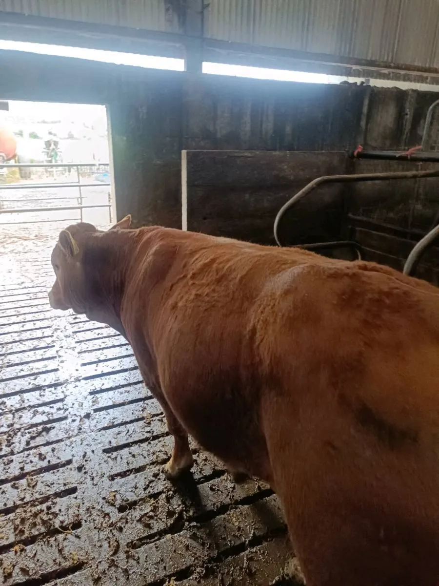 Weanling Bulls - Image 4