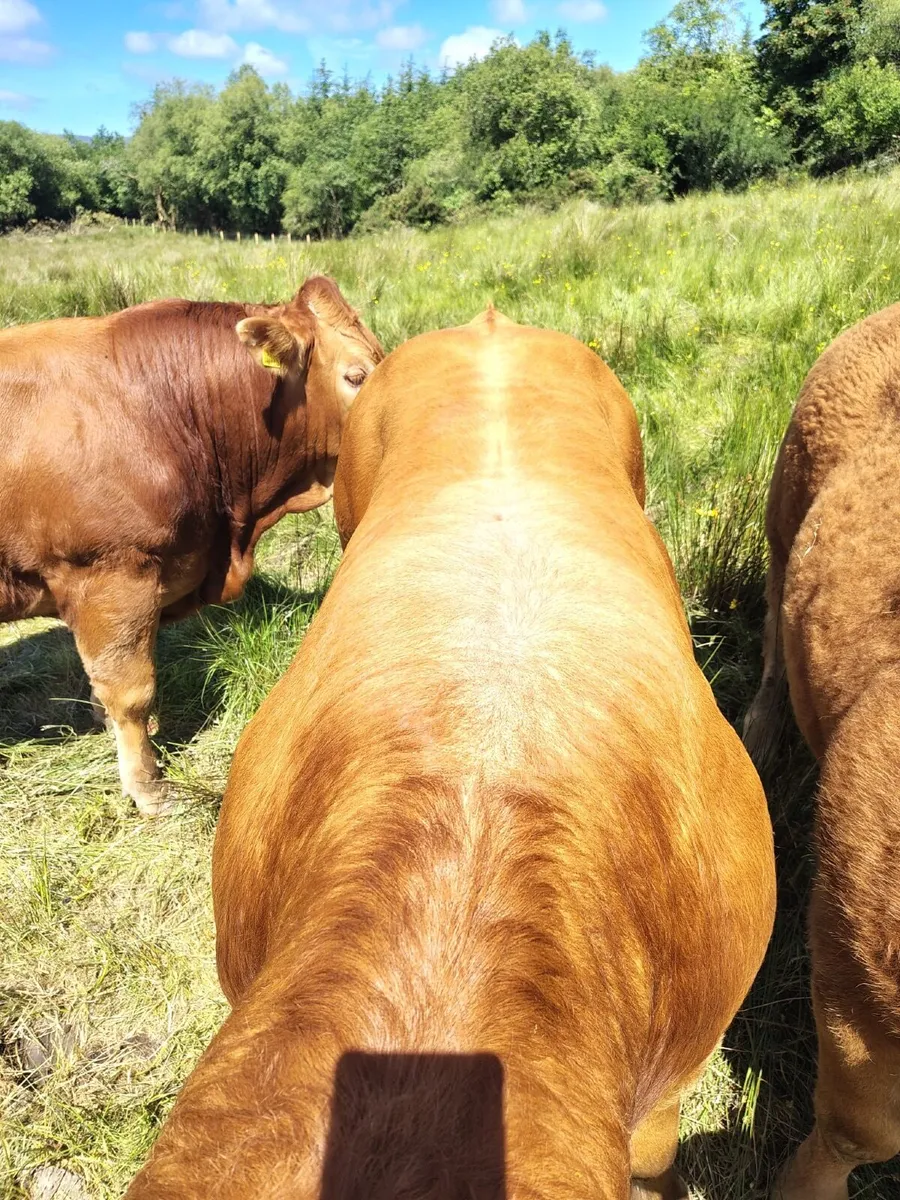Pedigree Limousin Bulls - Image 3
