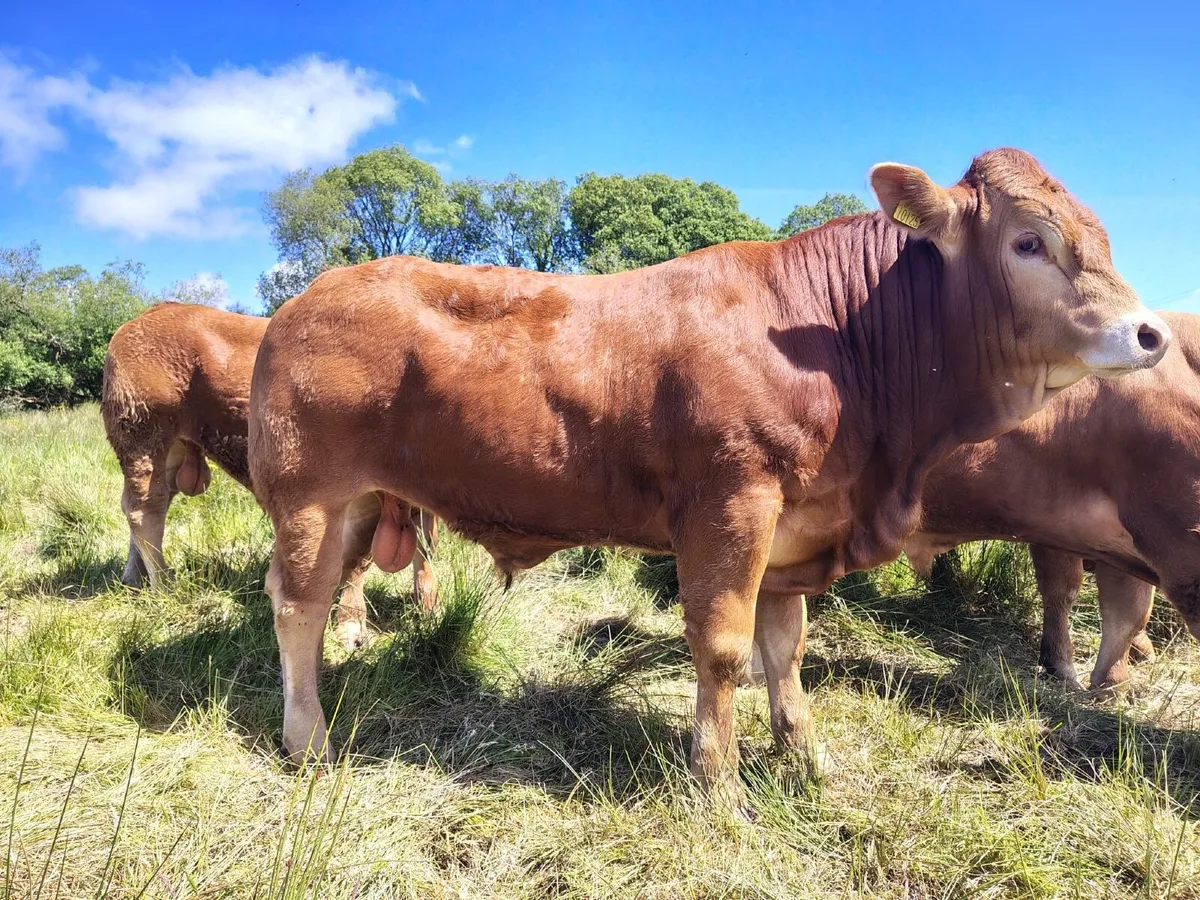 Pedigree Limousin Bulls - Image 2