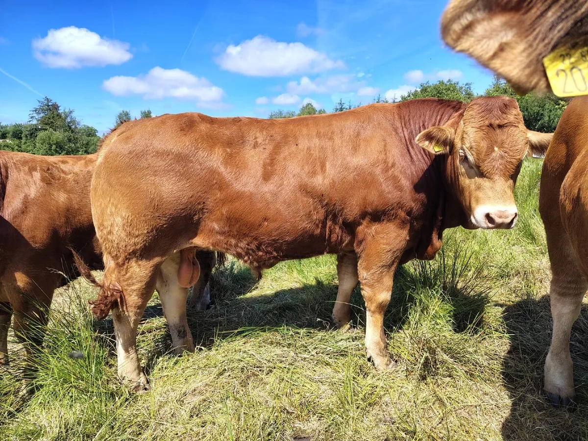 Pedigree Limousin Bulls - Image 4