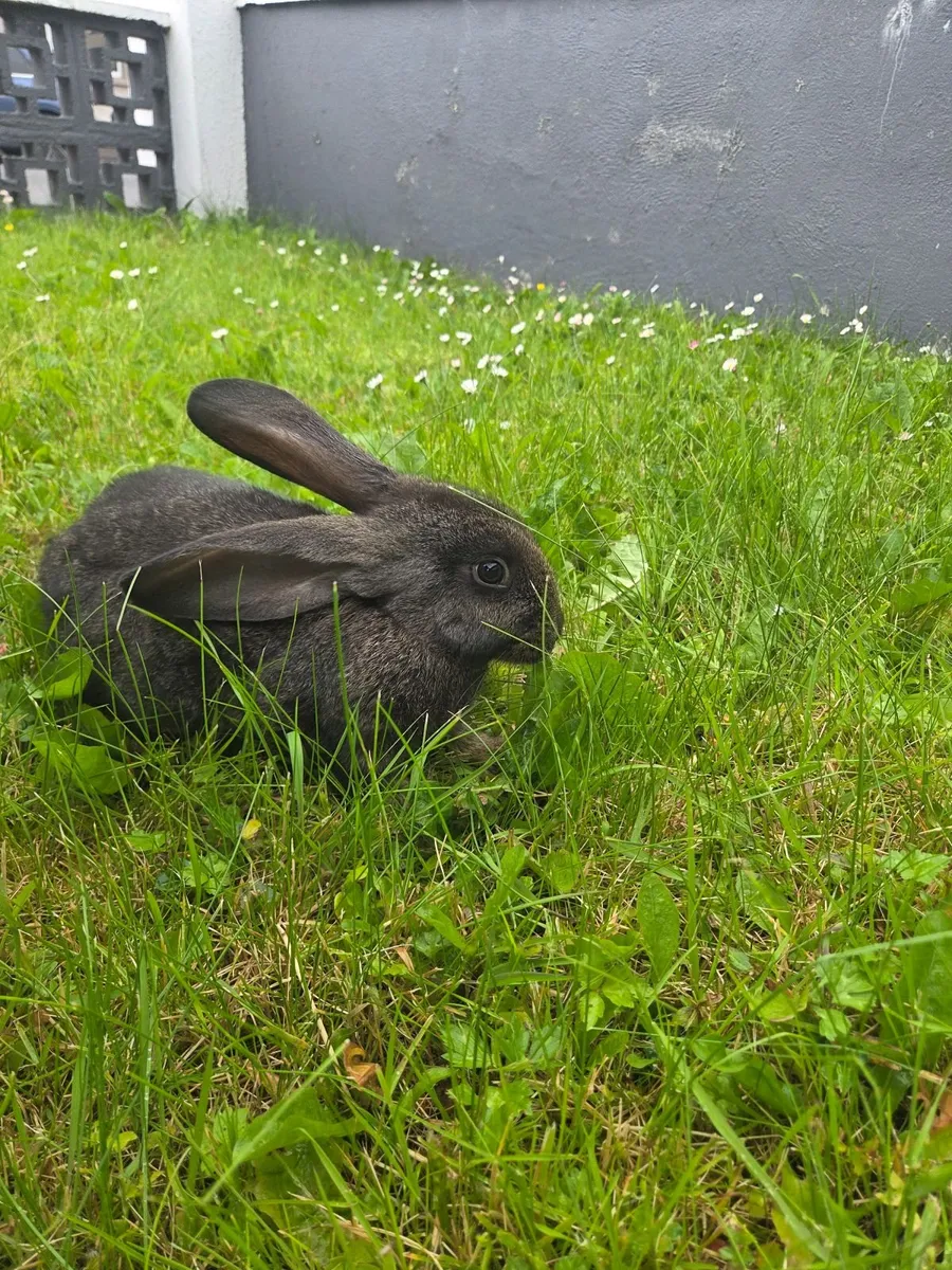 Giant Flemish Rabbits - Image 2