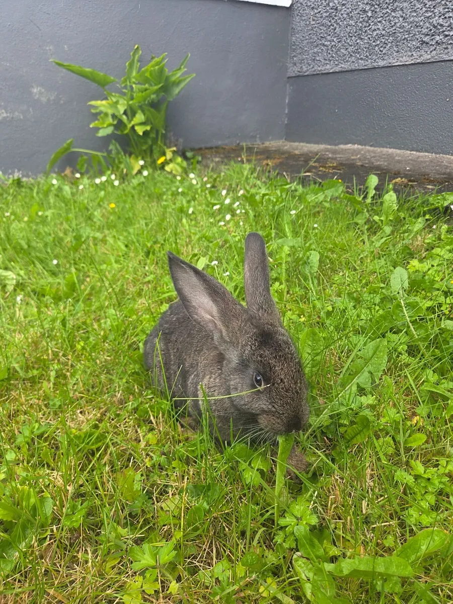 Giant Flemish Rabbits - Image 4