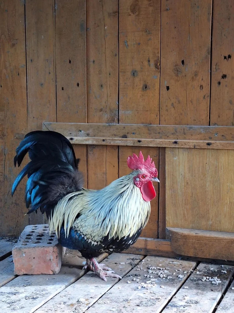 Rooster 🐓 - Image 1