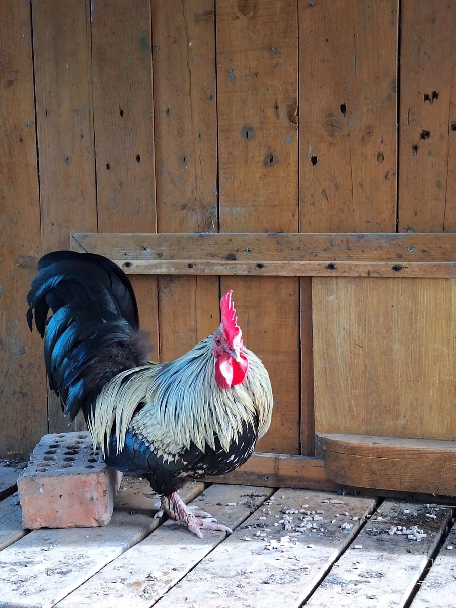Rooster 🐓 - Image 2