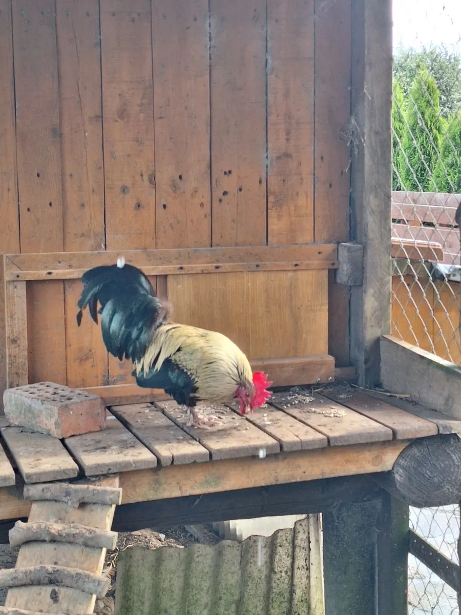 Rooster 🐓 - Image 3