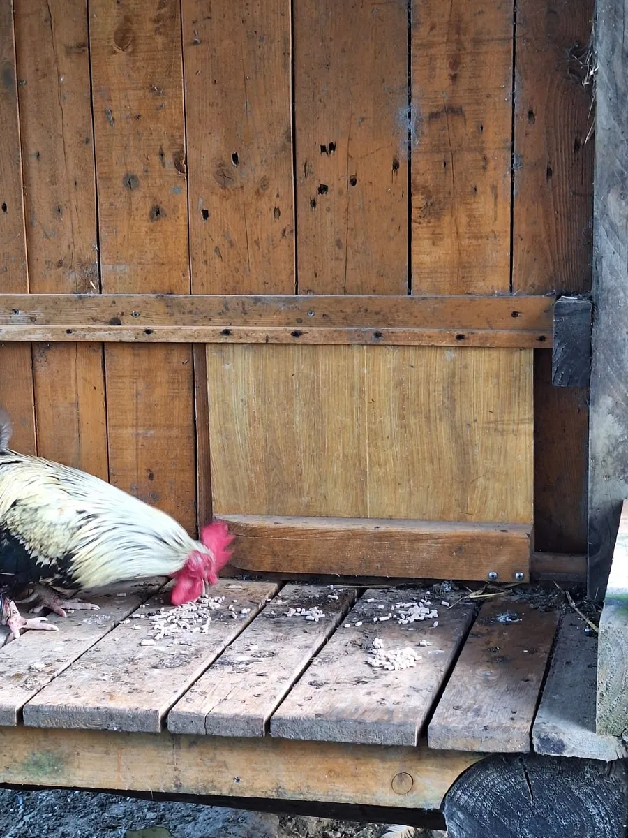 Rooster 🐓 - Image 4