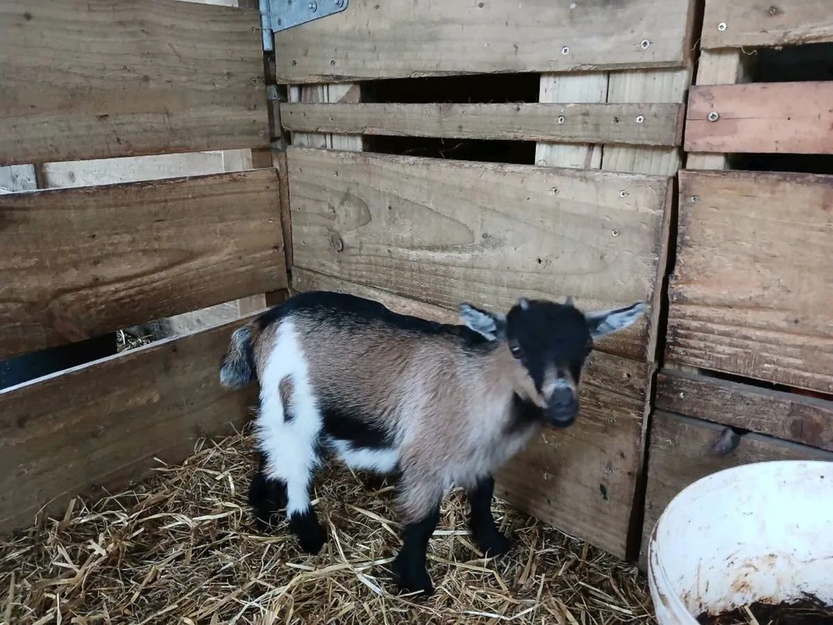 Female pygmy goat €350 - Image 1