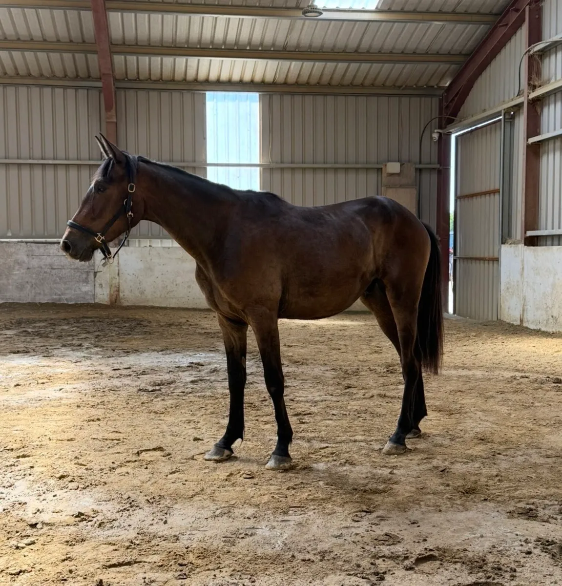 3 year old Phenomene blu Vdm gelding - Image 3