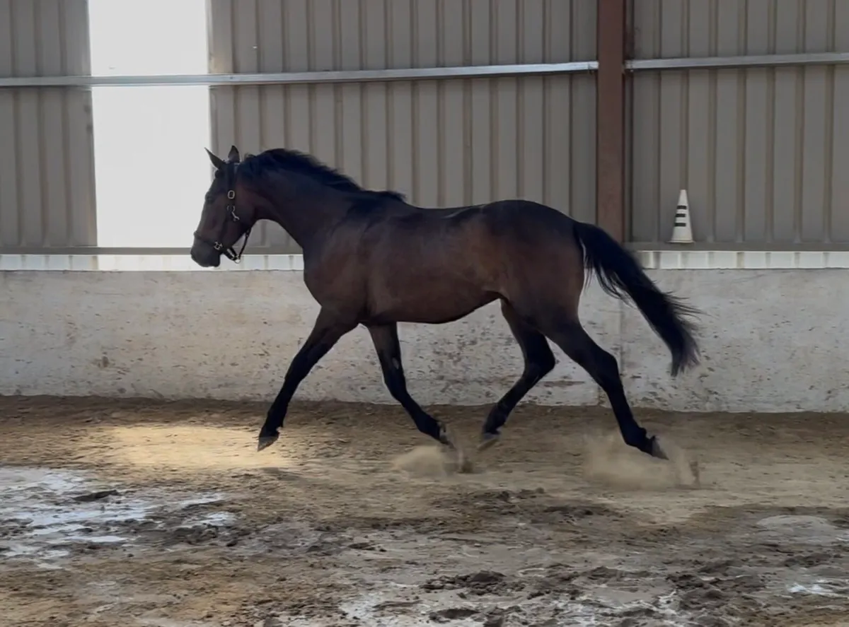 3 year old Phenomene blu Vdm gelding - Image 4