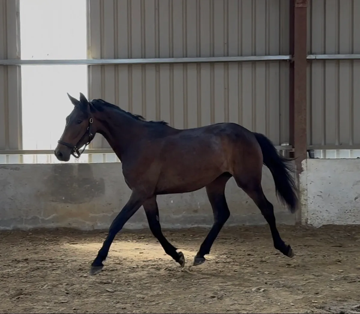 3 year old Phenomene blu Vdm gelding - Image 1