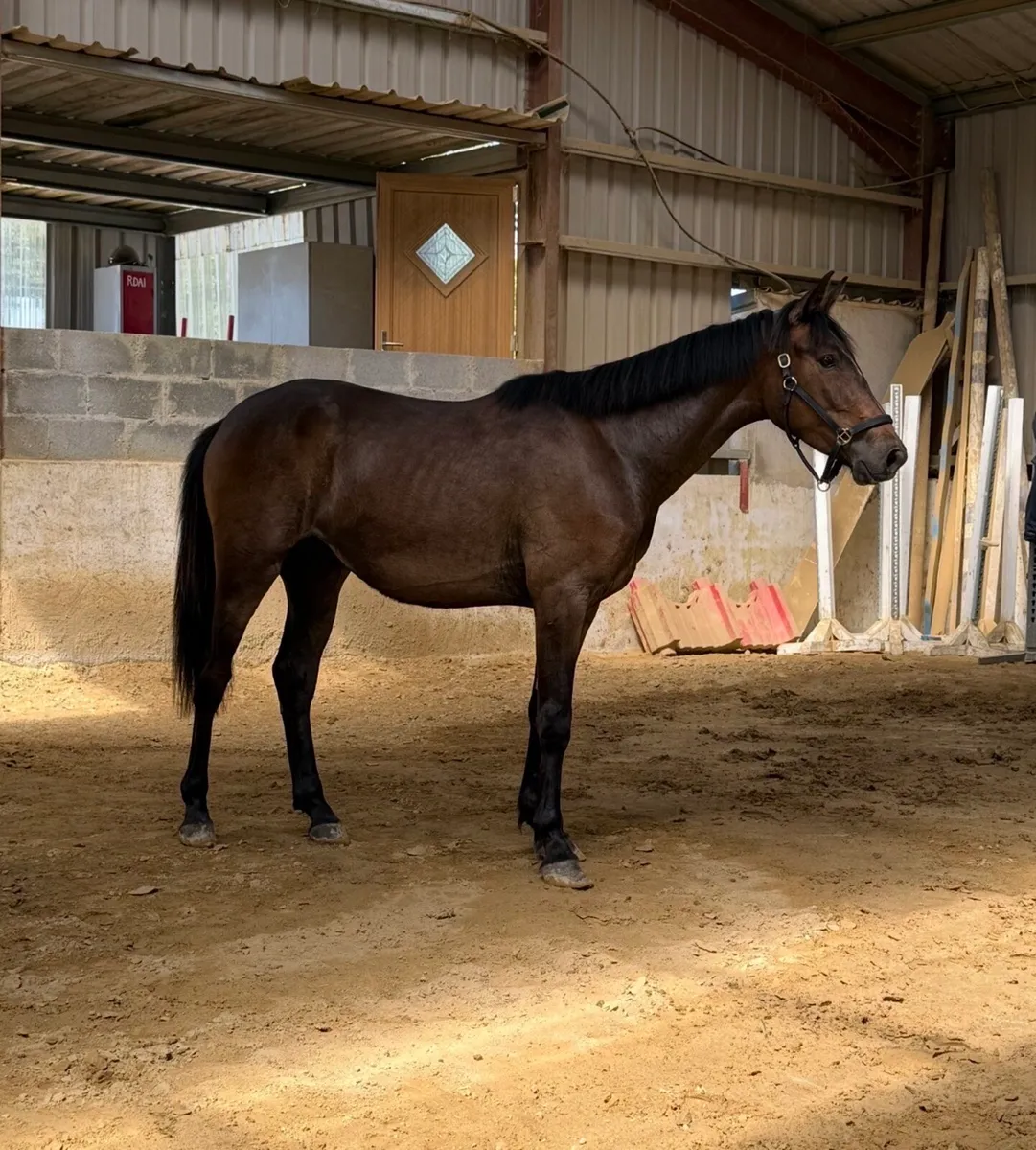 3 year old Phenomene blu Vdm gelding - Image 2