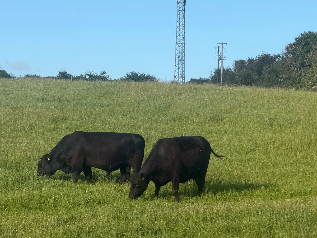 Pedigree Angus bull - Image 4