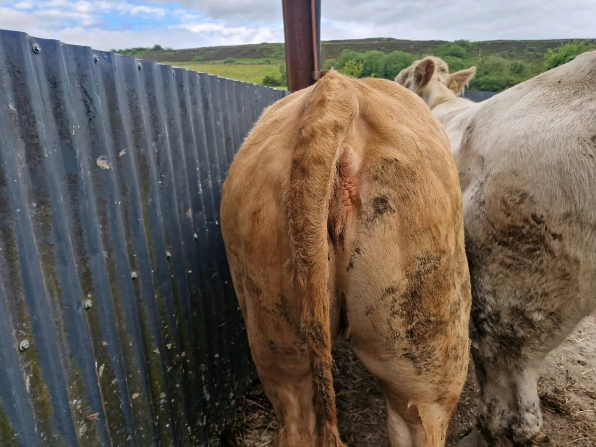 Heifers - Image 4