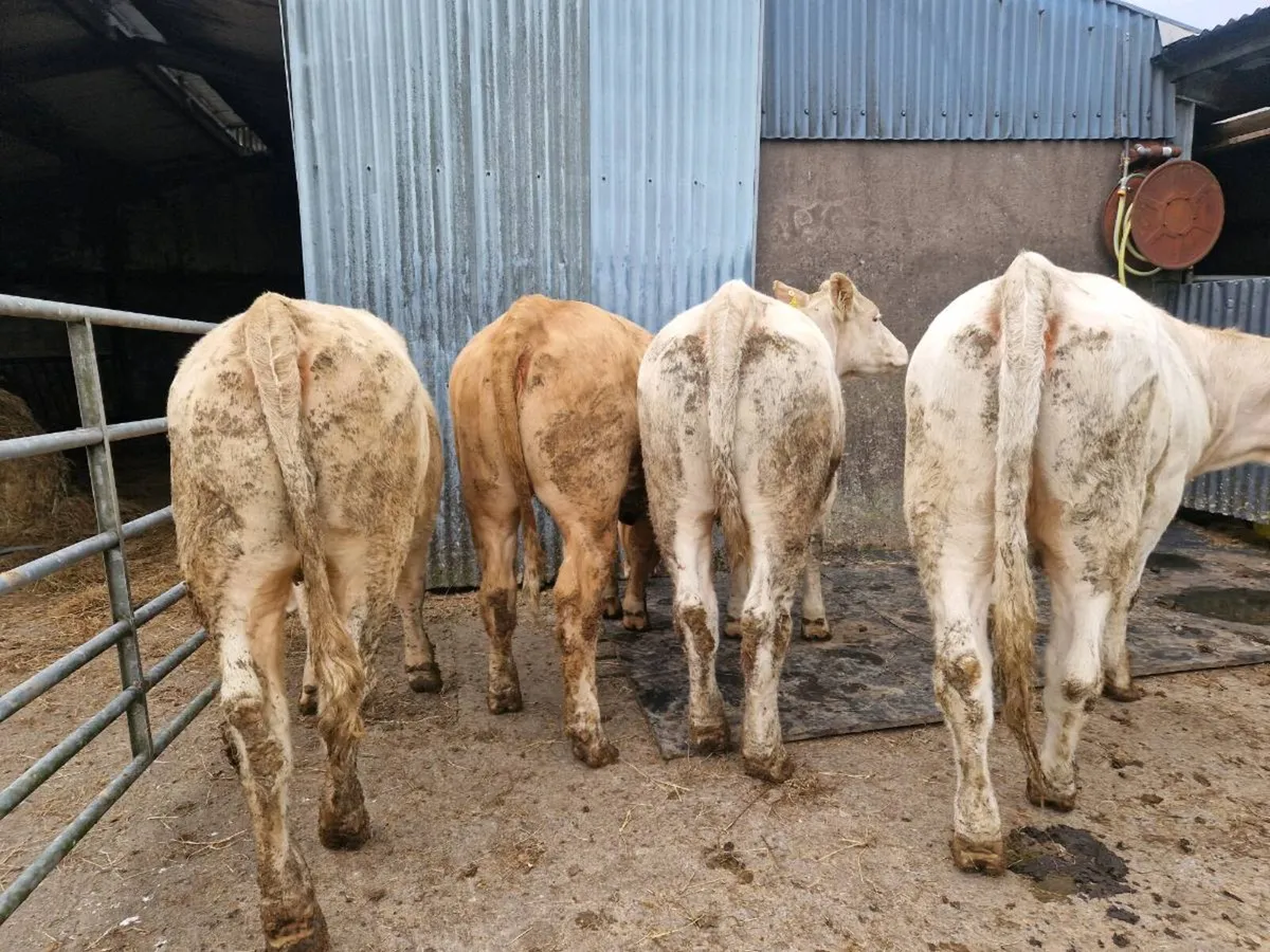 Heifers - Image 2