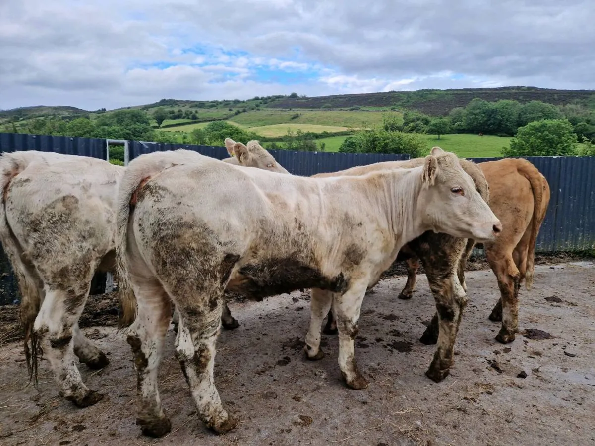 Heifers - Image 3