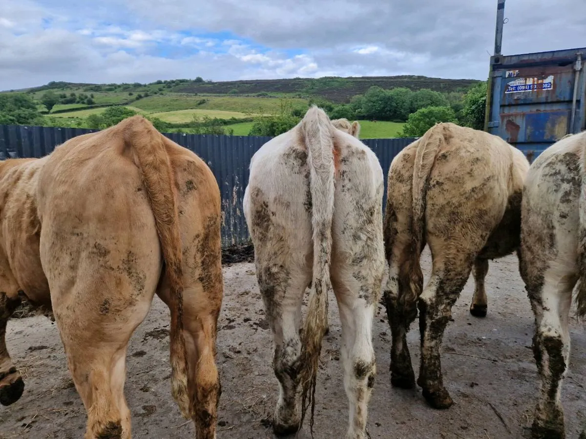 Charolais Heifers - Image 1