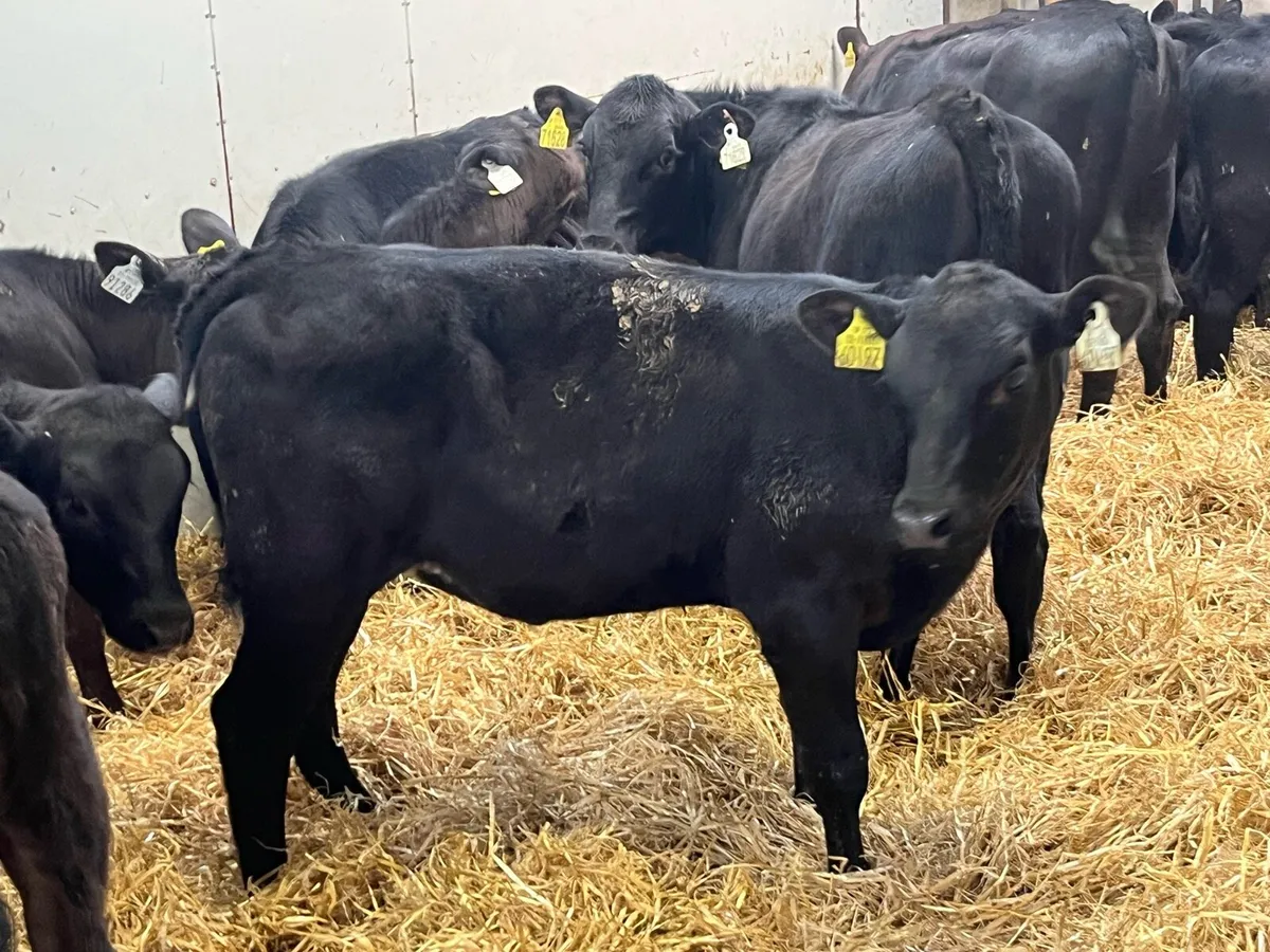 25 SERIOUS AA HEIFER RUNNER WEANLINGS - Image 2