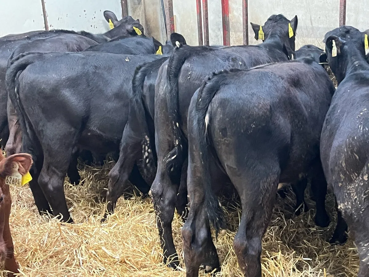 25 SERIOUS AA HEIFER RUNNER WEANLINGS - Image 3