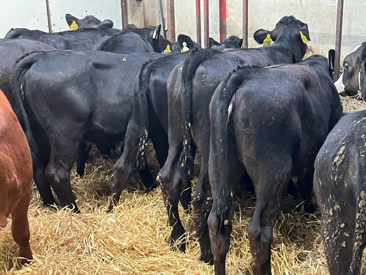 25 SERIOUS AA HEIFER RUNNER WEANLINGS - Image 4