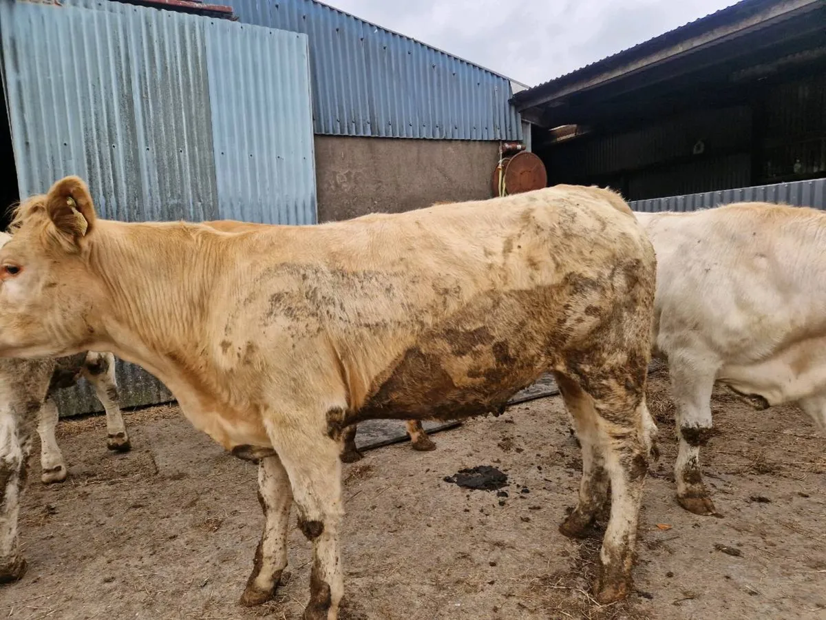 Charolais Heifers - Image 2