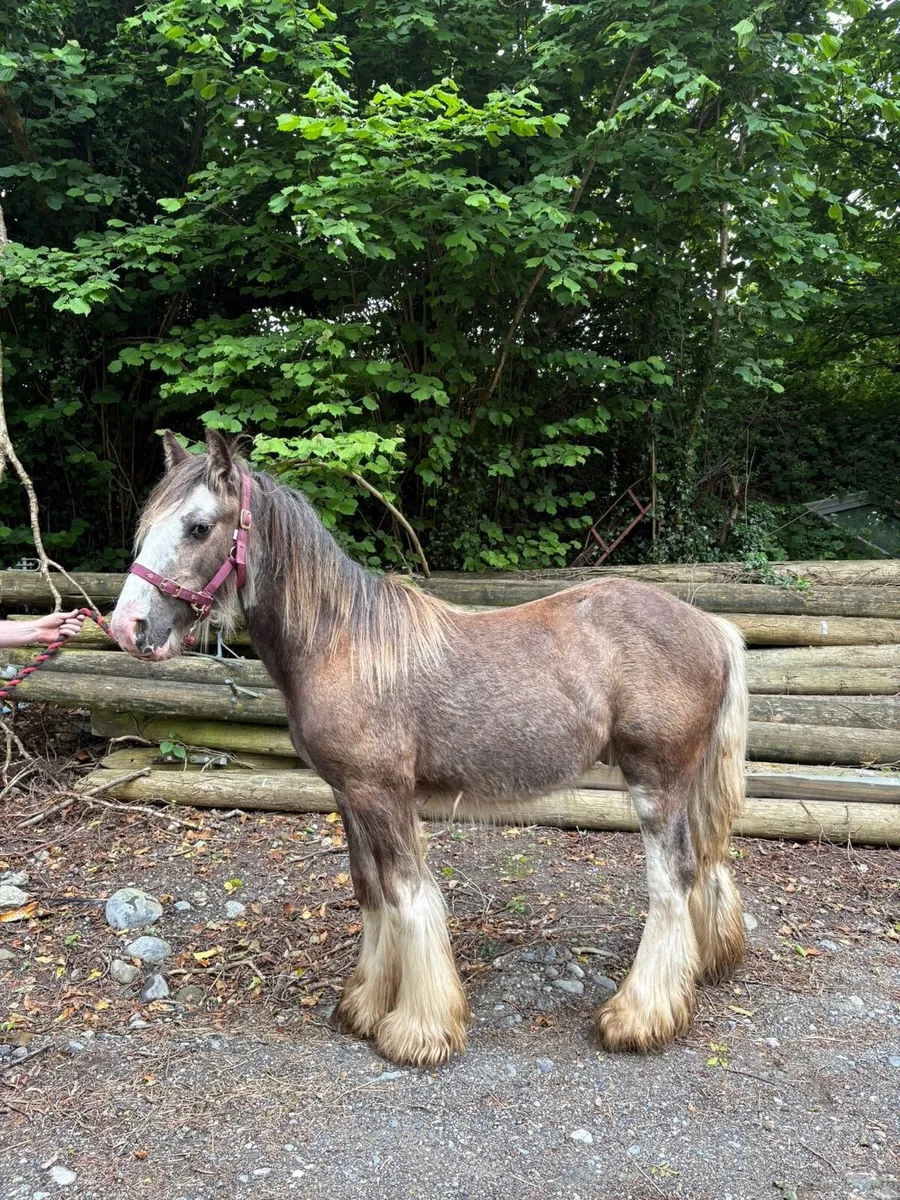 Yearling colt to make 15hh - Image 1