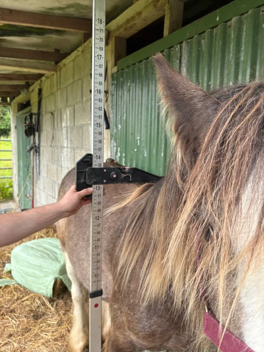 Yearling colt to make 15hh - Image 2