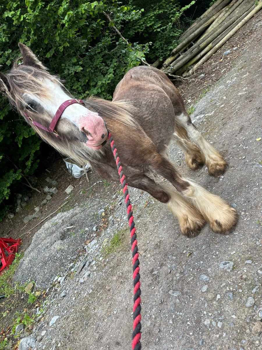 Yearling colt to make 15hh - Image 2