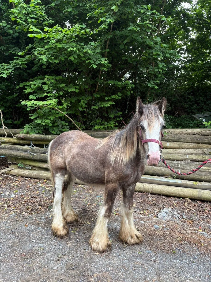 Yearling colt to make 15hh - Image 3