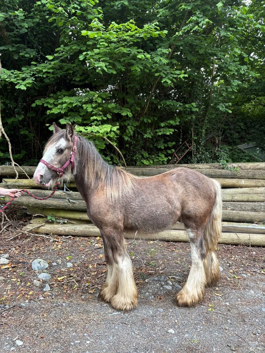 Yearling colt to make 15hh - Image 4