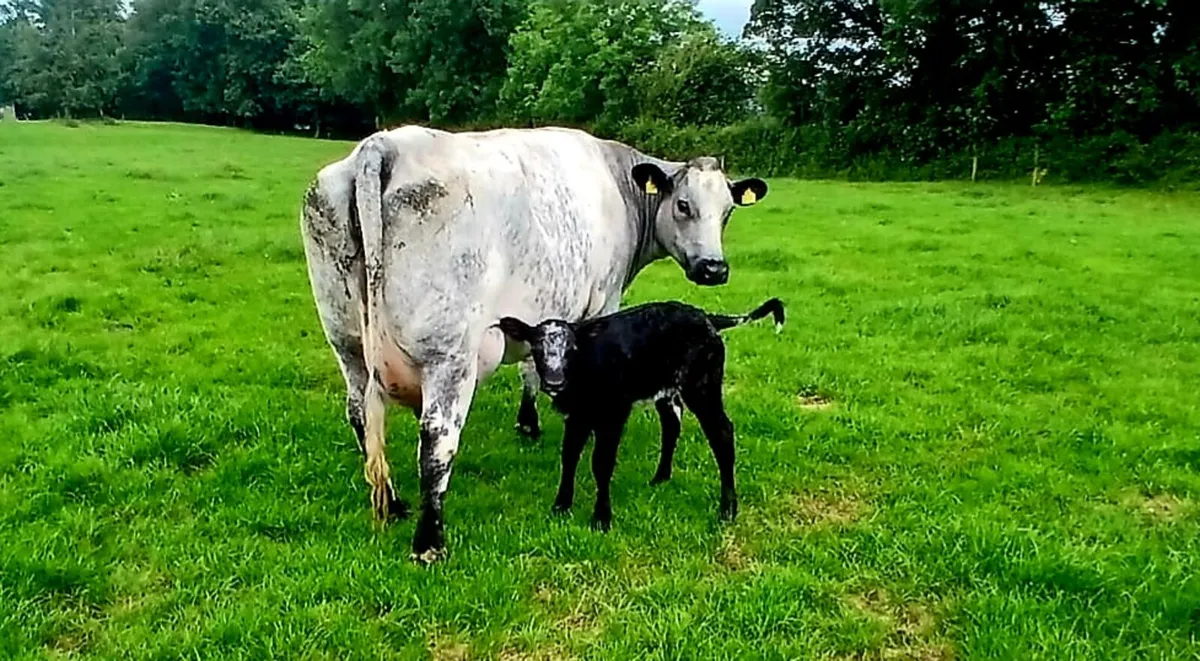 Belgian Blue heifer & heifer calf - Image 2