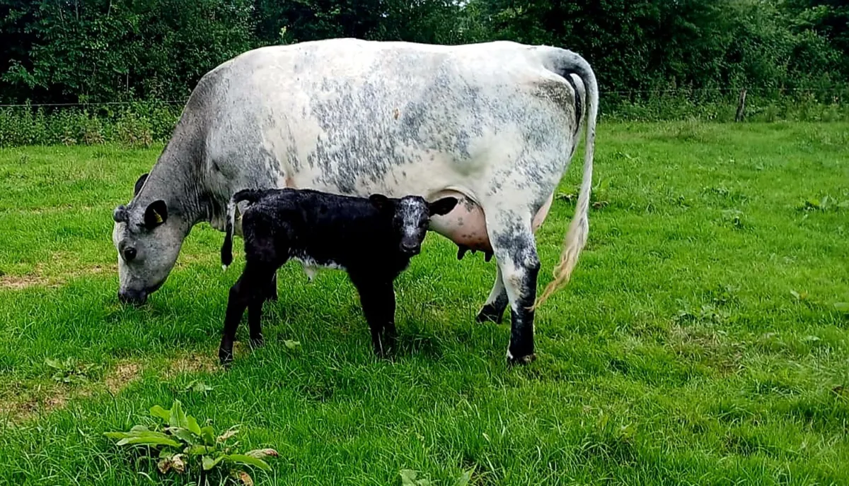 Belgian Blue heifer & heifer calf - Image 1