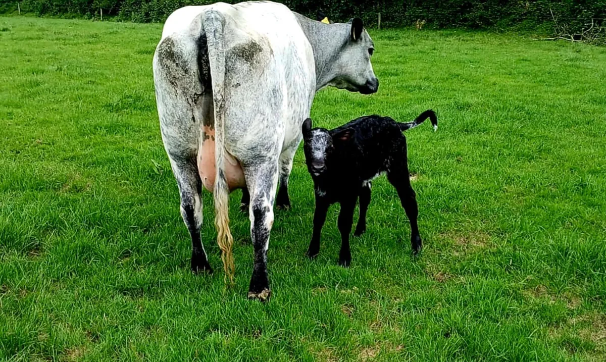Belgian Blue heifer & heifer calf - Image 3