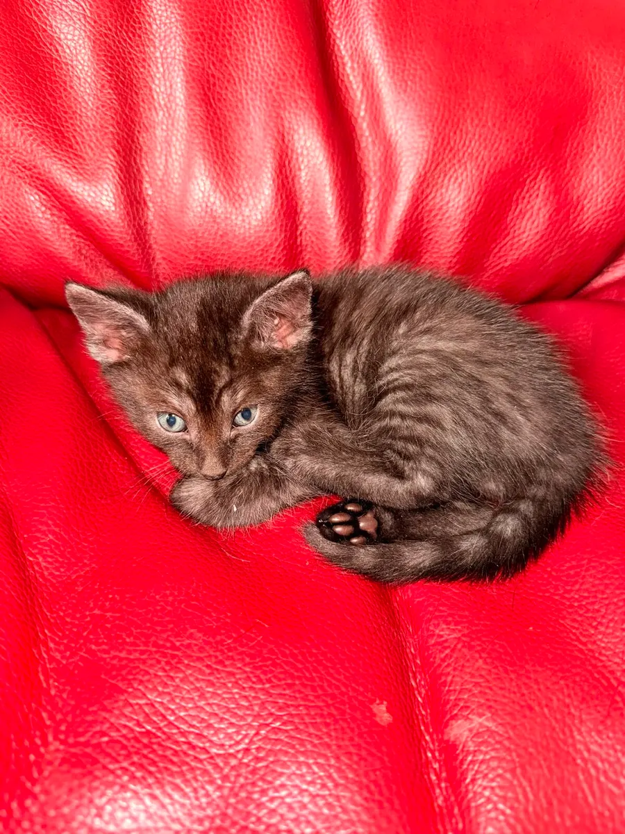 Kittens - Image 1