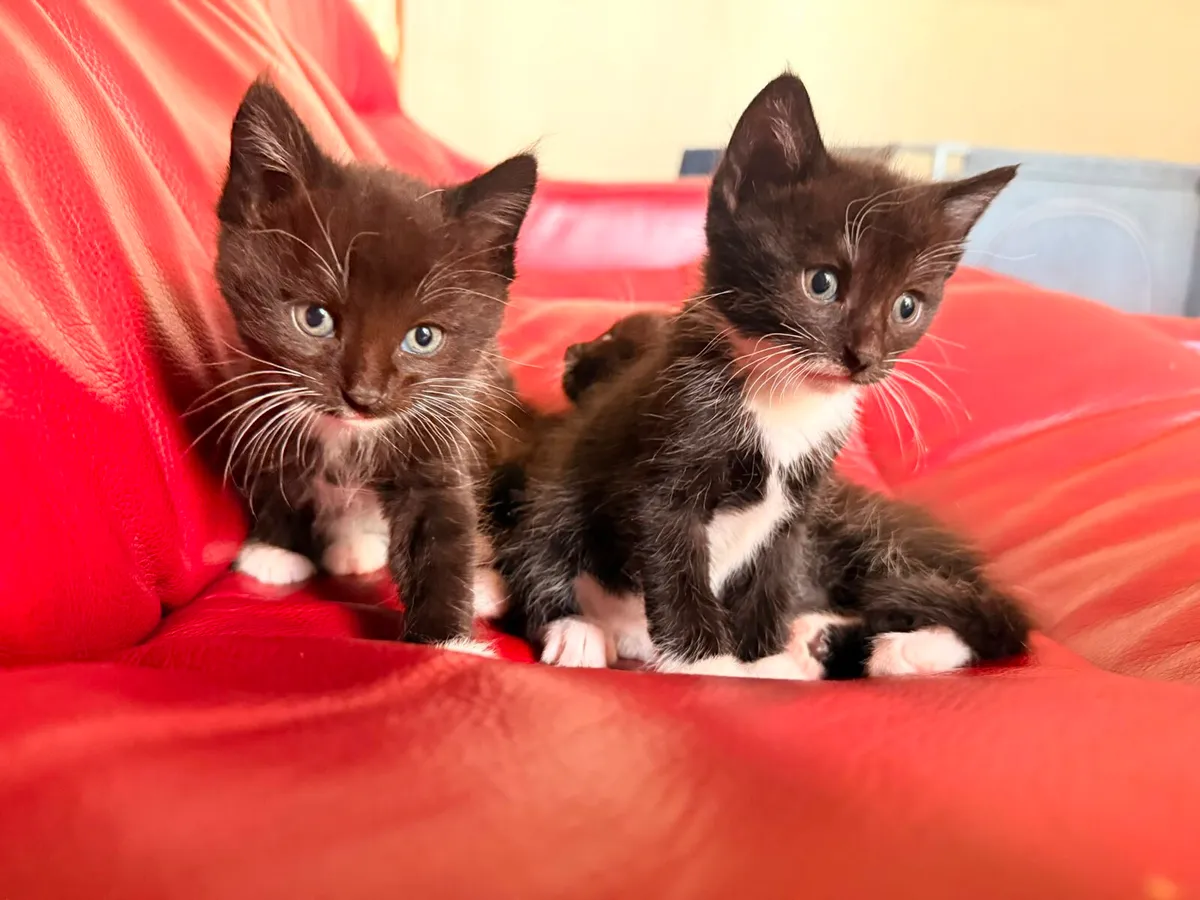 Kittens - Image 2