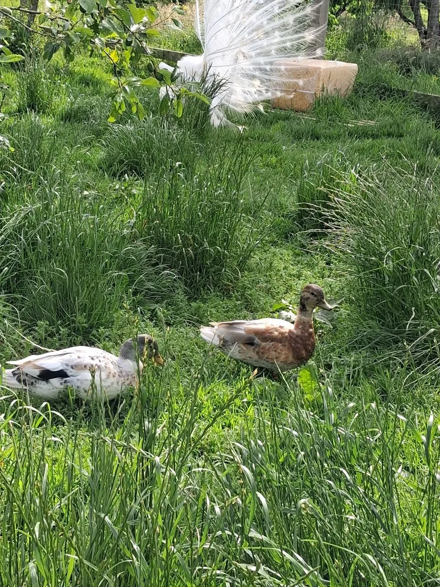 Poultry and Ducks - Image 1