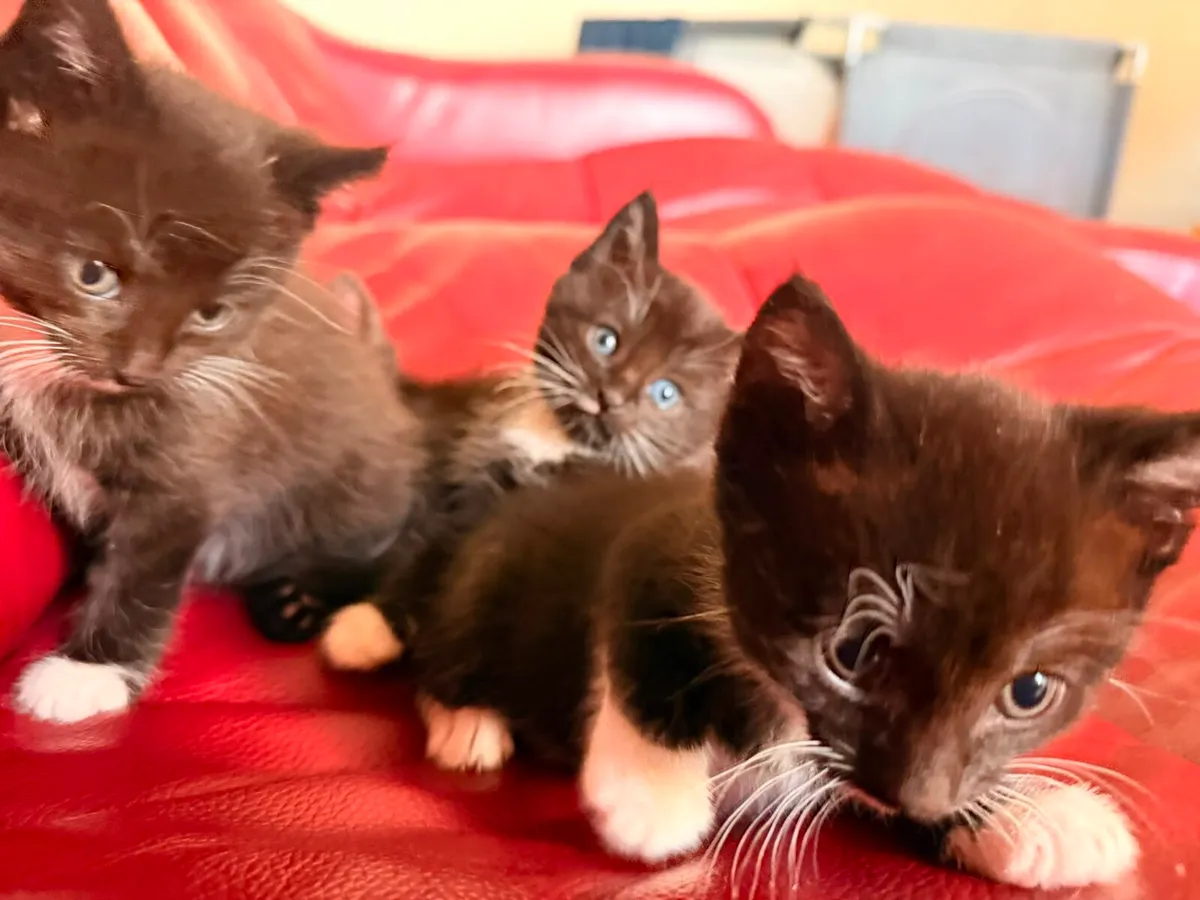 Kittens - Image 3