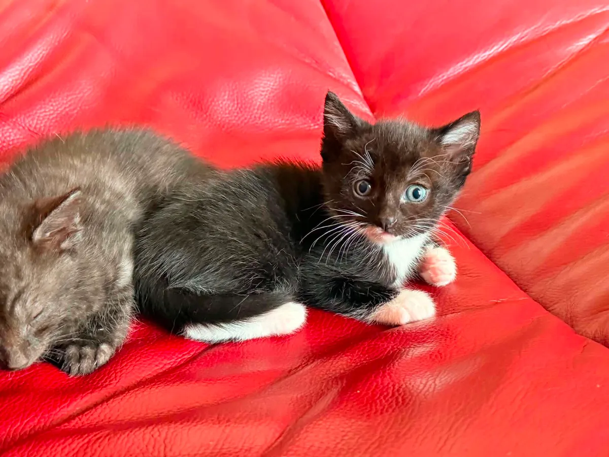 Kittens - Image 4