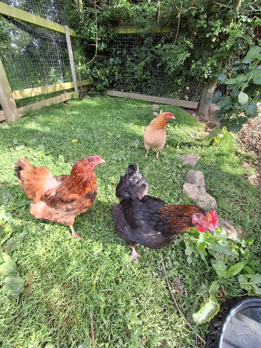 Poultry and Ducks - Image 2