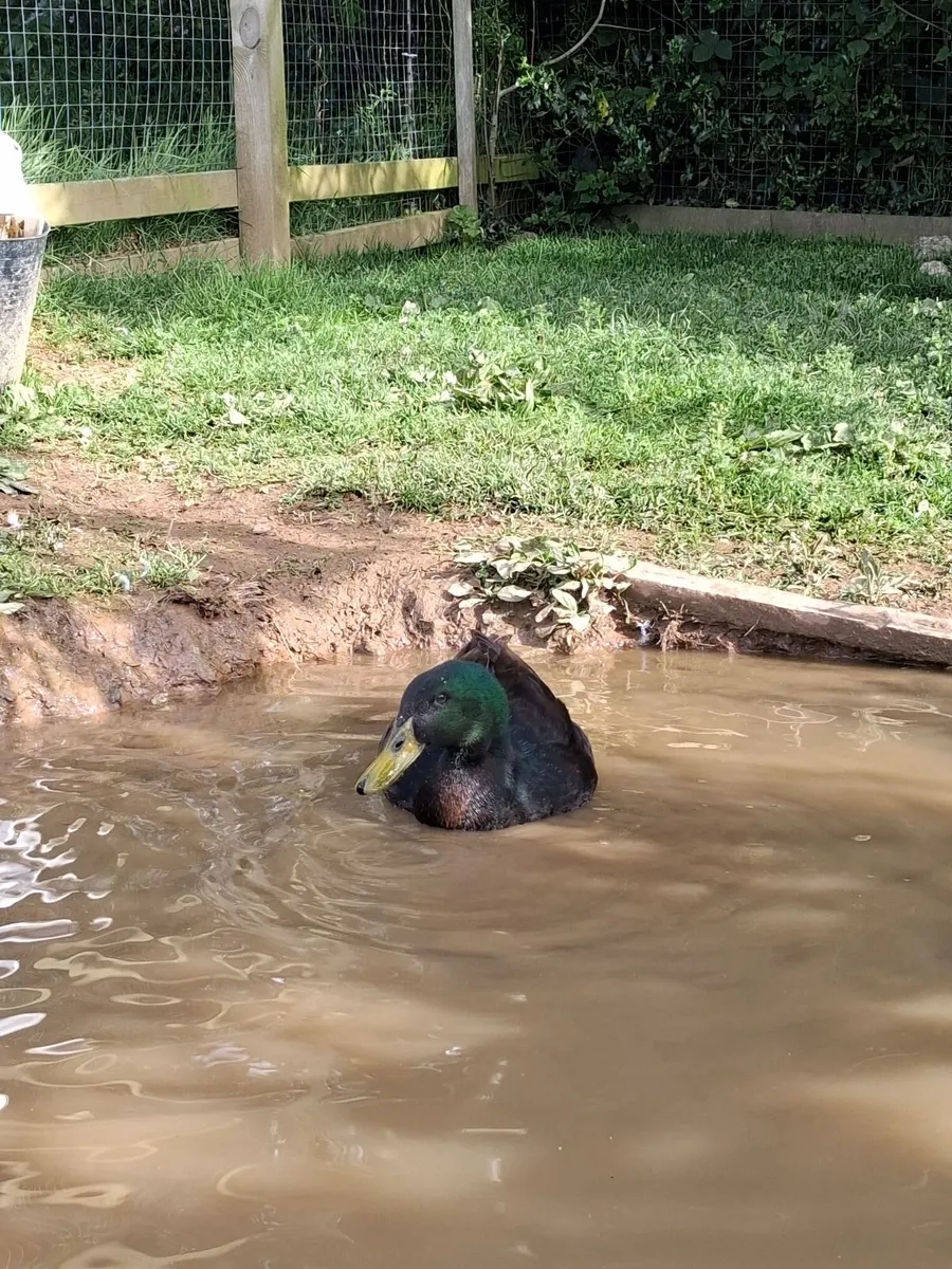 Poultry and Ducks - Image 4