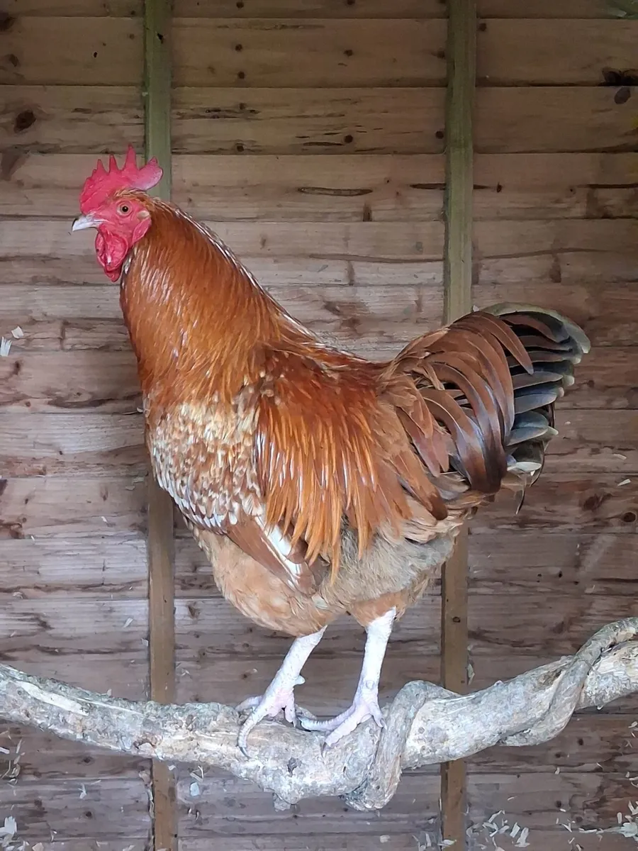 Roosters seeking a home and 3 Peacock Eggs - Image 1