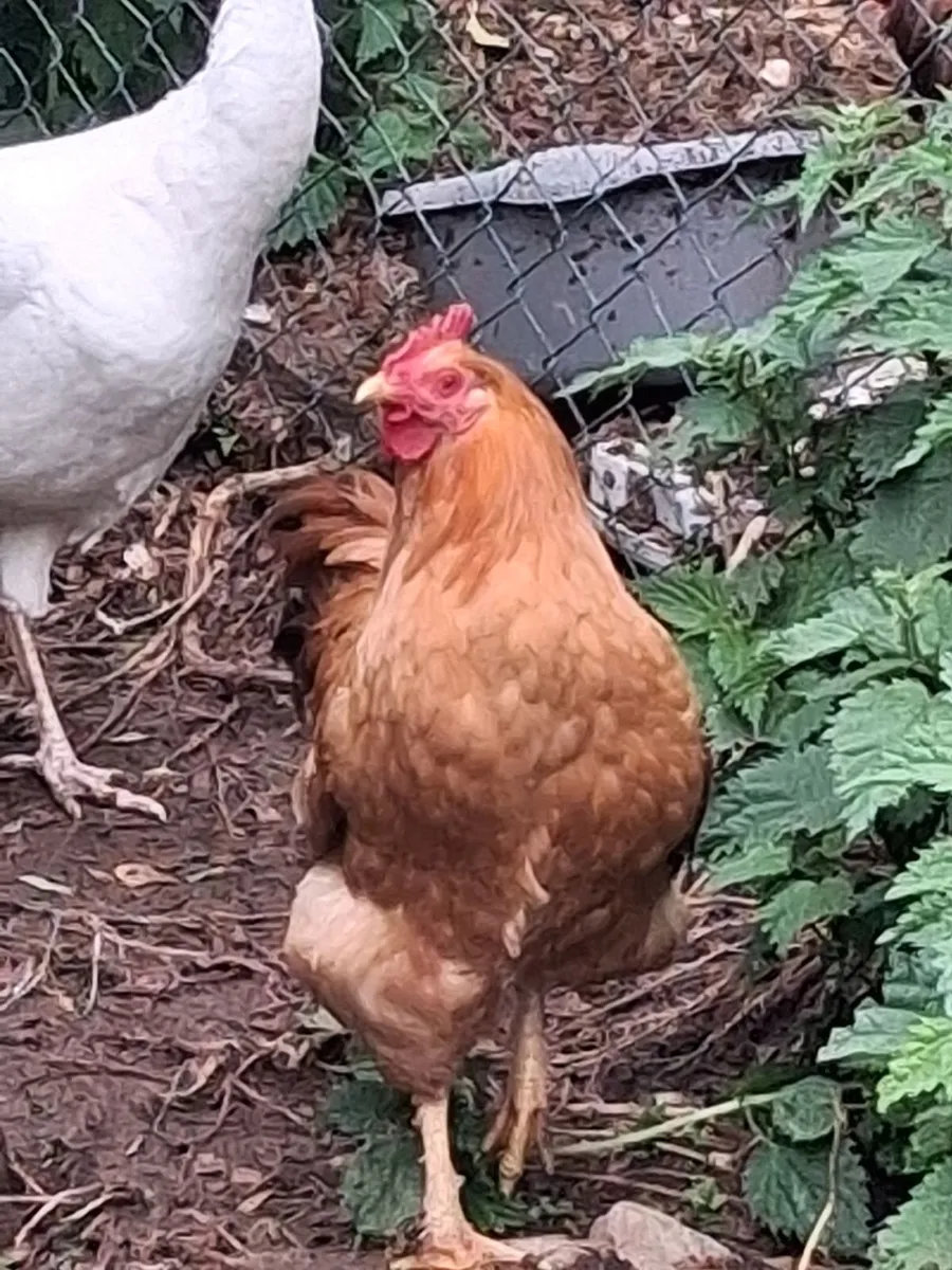 Roosters seeking a home and 3 Peacock Eggs - Image 2