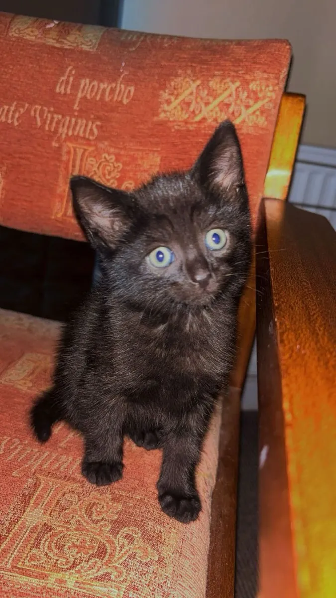 Kitten - Image 4