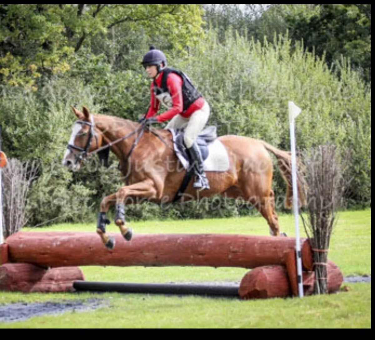 Chestnut Mare 15.2hh Eventer/ Young Rider - Image 3
