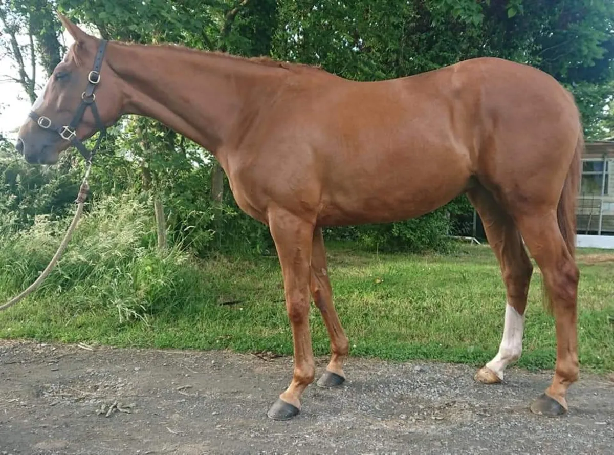 Chestnut Mare 15.2hh Eventer/ Young Rider - Image 4