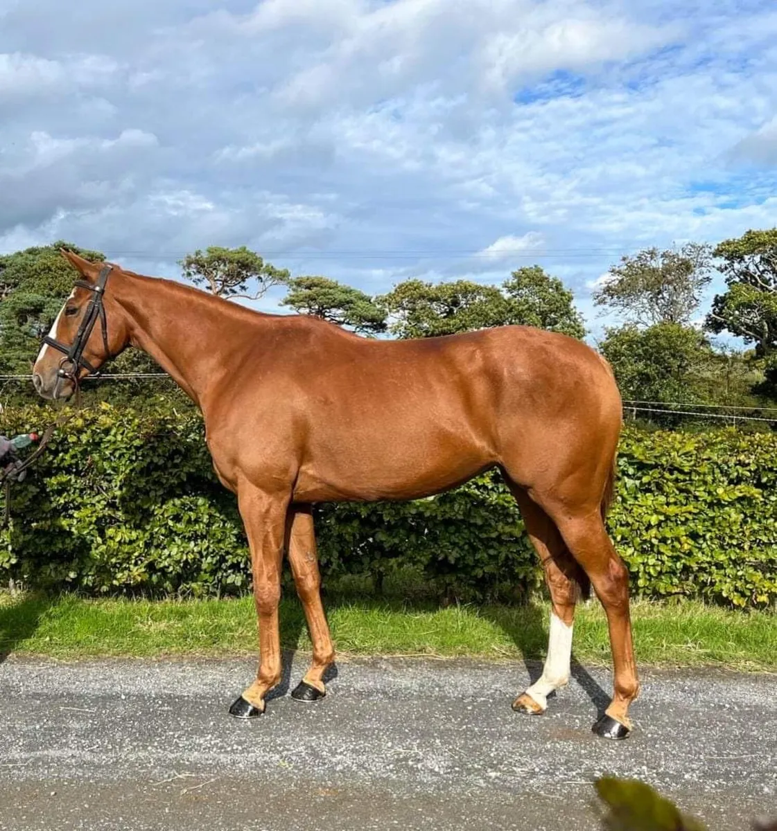 Chestnut Mare 15.2hh Eventer/ Young Rider - Image 1